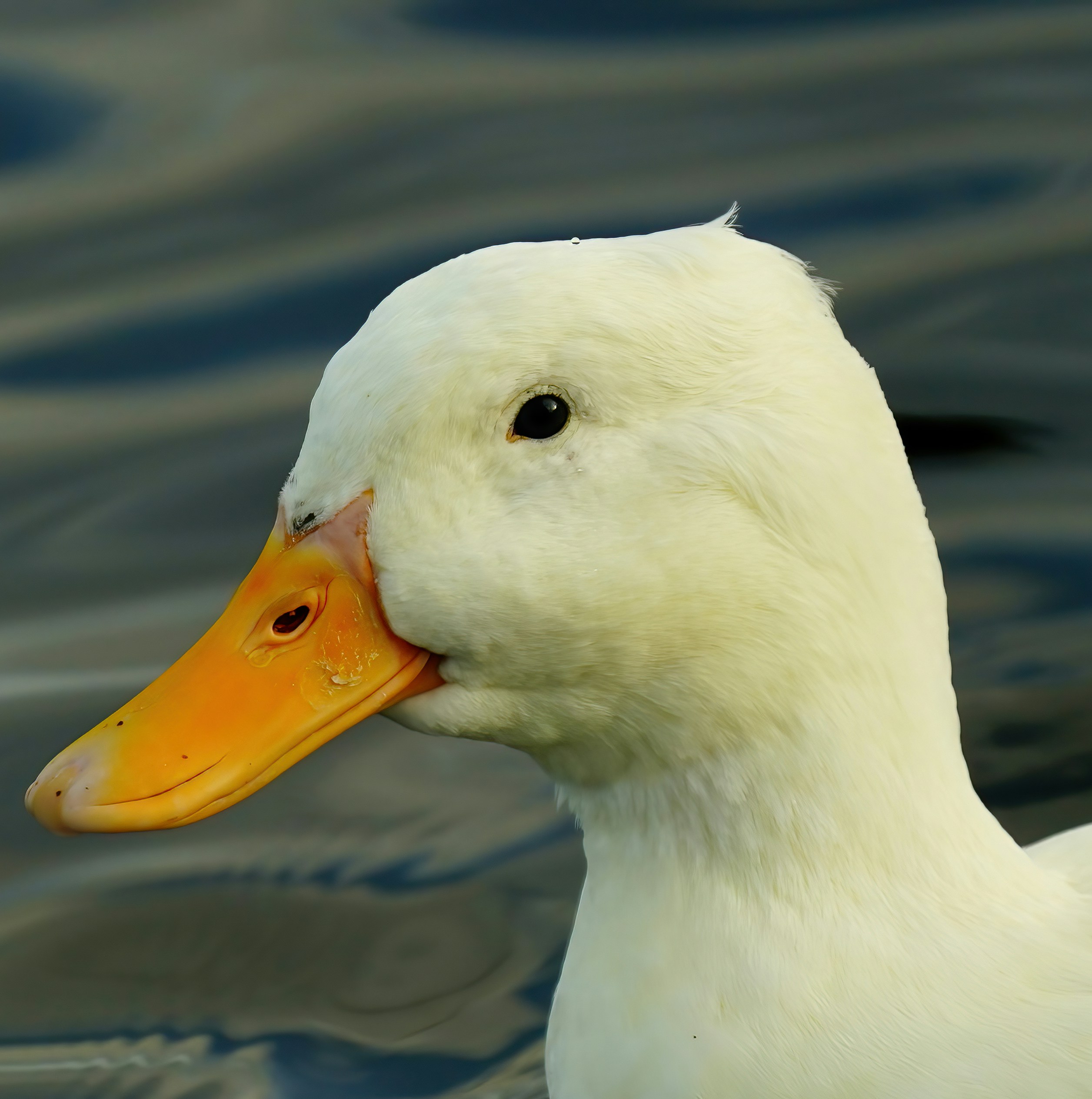 the goose digest