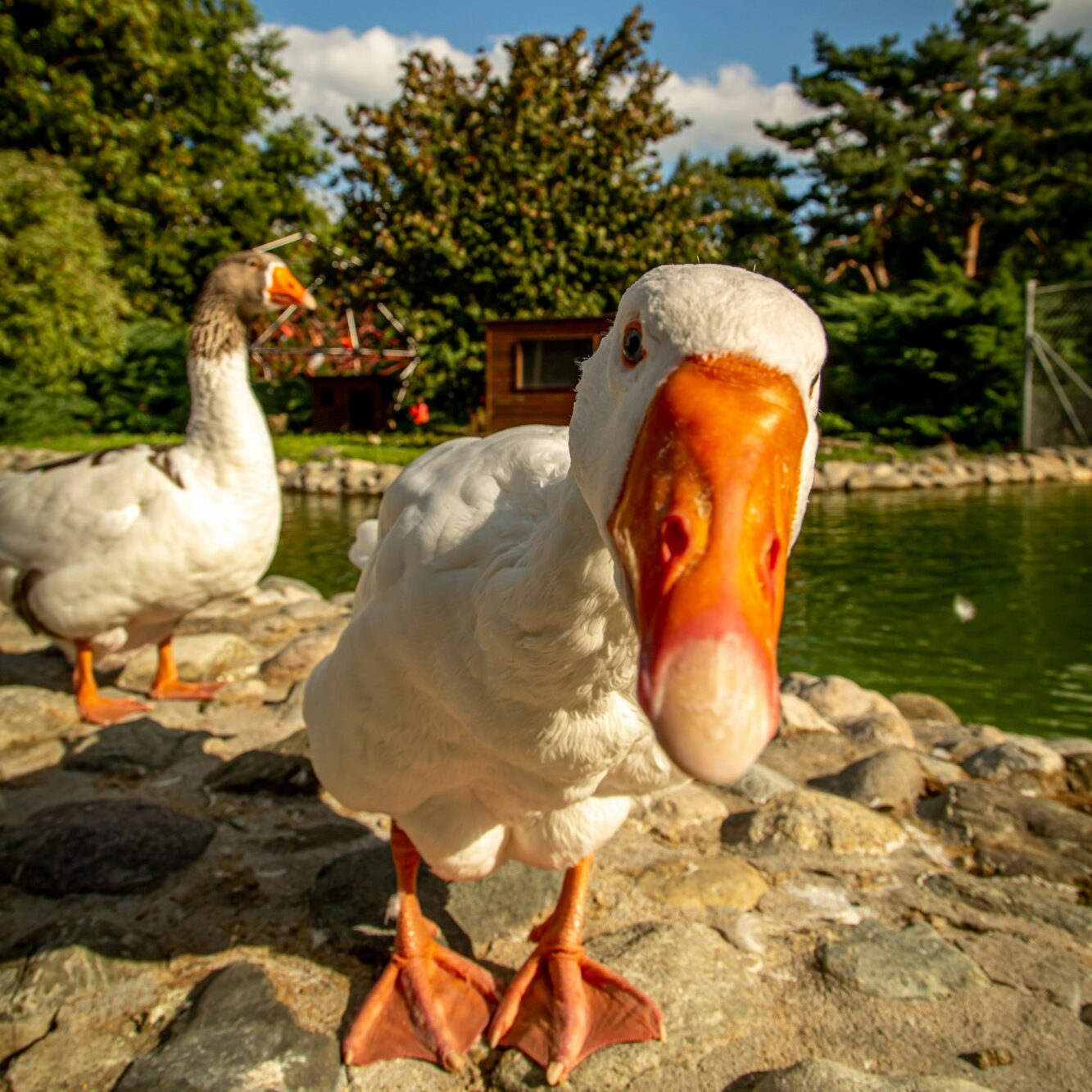 the goose digest